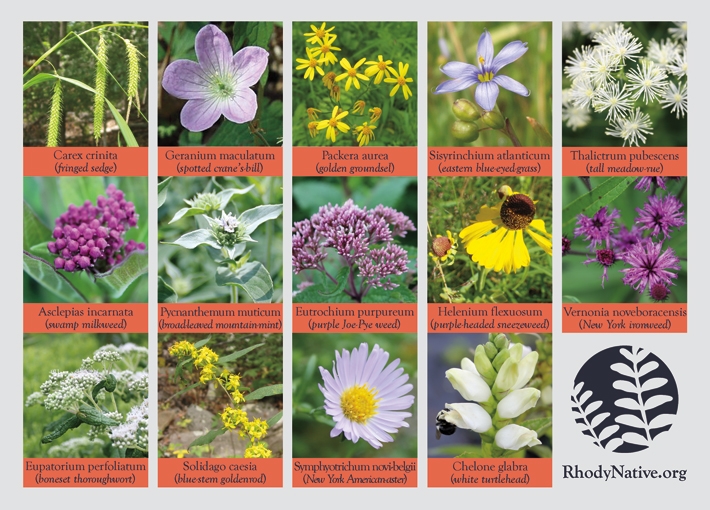 Organizations | New England Native Plants Initiatives