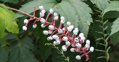 indigenous plants
